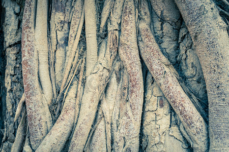 老树根摄影照片_复古老树根背景