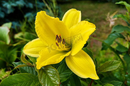 花园里的黄色百合花，大自然。