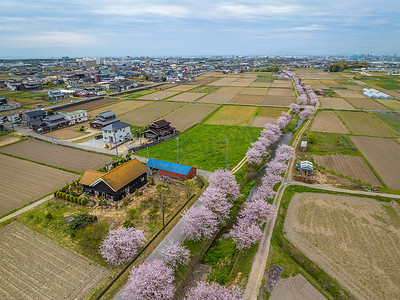 樱花盛开的河边日式房屋鸟瞰图