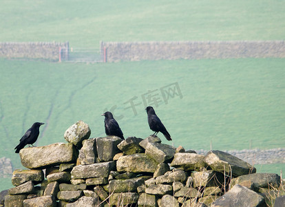 三只乌鸦栖息在一片古老的石墙上，远处有绿色的山坡草地和大门