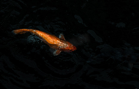锦鲤鱼或锦鲤鱼在鱼塘背景中游泳，日本鱼种，许多彩色图案，没有重点，特别是