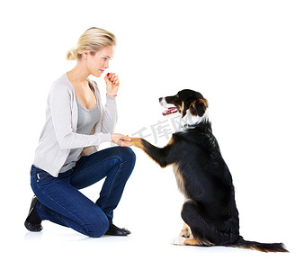 女人、狗训练和爪子在工作室学习、专注和用白色背景的狗食问候。