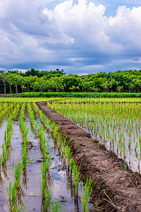 雨和云摄影照片_稻田、农业、稻田、天空和云雨