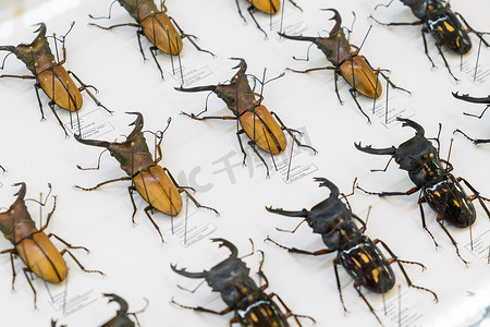 甲虫的大集合与白色背景上的描述。