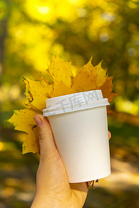 大气枫叶摄影照片_女人拿着生态零浪费白纸杯复制空间模型秋天秋天的枫叶黄叶。