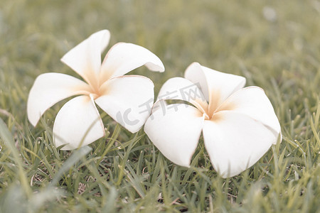 粉色花瓣元素装饰摄影照片_Spa 绿草背景上的特写羽毛白色颜色