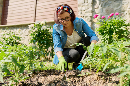 在春天花园的温室里照顾年轻番茄植物幼苗的妇女。