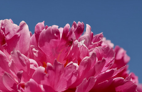 一朵桃红色牡丹花的美丽的宏指令
