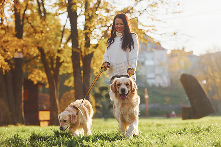 白天，布鲁内特带着两只金毛猎犬在公园里散步