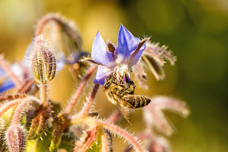 琉璃苣花上的蜜蜂