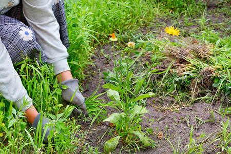 一位农民在花园床和花园里除草，在花园的花坛里采摘杂草。
