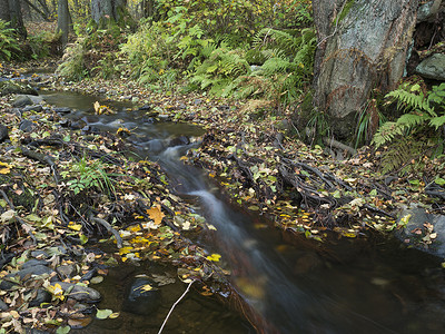 hory摄影照片_捷克共和国 luzicke hory lusitian 山秋季长时间曝光的魔法森林溪流与石头、苔藓、蕨类植物和五颜六色的落叶和树木