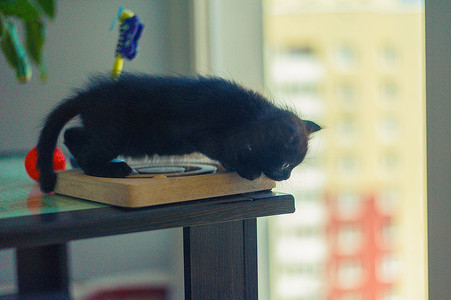 一只小黑猫坐在大窗户附近的玩具旁