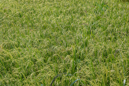 绿色稻田背景和稻穗临近收获。