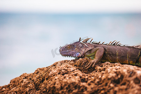 远方的海摄影照片_海鬣蜥在石滩上休息，望向远方