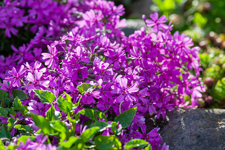 高山岩石花园中的苔藓福禄考紫色美丽 (Phlox subulata)，用于景观美化的地被植物