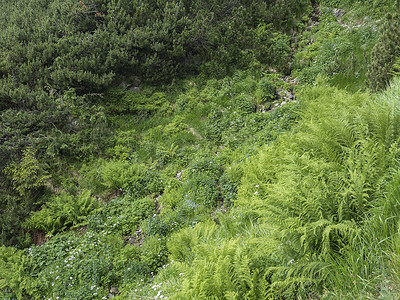 美丽的绿蕨叶和盛开的勿忘我花，山溪中绿叶天然花蕨背景