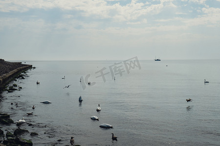 漂浮的羽毛摄影照片_蓝色的大海日出和水中漂浮的天鹅。