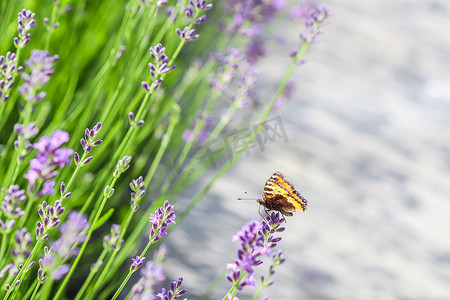 紫色薰衣草摄影照片_紫色薰衣草花上的蝴蝶