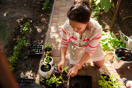 业余农妇在春季将辣椒苗从农业盒中移植到锅中