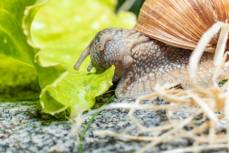 勃艮第蜗牛吃生菜叶的宏观特写，触角缩回叶用口器拉动它