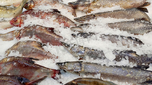各种各样的新鲜冷冻鱼，躺在超市窗户的冰里