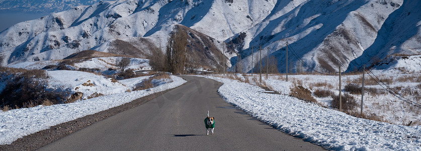 杰克罗素梗狗穿着针织毛衣沿着雪山间的道路奔跑。