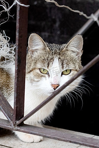 流浪猫摄影照片_在篱芭的肮脏的灰色流浪猫