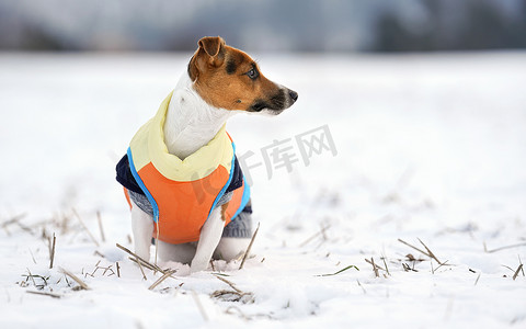 小杰克罗素梗犬穿着亮橙黄色和蓝色的冬季夹克，坐在雪地上