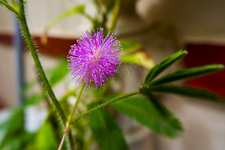 含羞草特写镜头（不要碰我）花卉植物