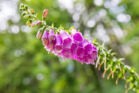 purpurea摄影照片_粉红色的花 Foxglove - Digitalis Purpurea