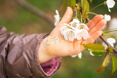 一树樱花摄影照片_白色的樱花在手中绽放。