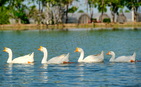 鸭子游泳摄影照片_一群白鹅在日光下在湖中游泳，它们看起来很放松。