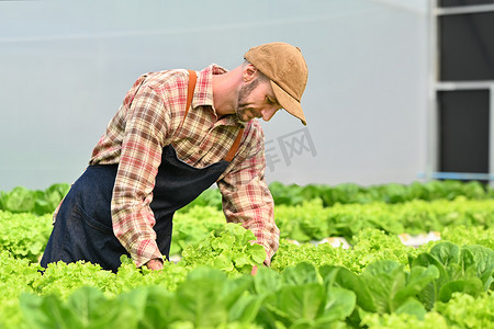 白人男性农民在阳光明媚的水培温室中工作、安排、分拣有机蔬菜