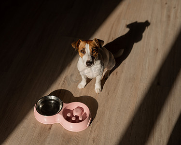 慢喂双碗，狗狗一碗水。