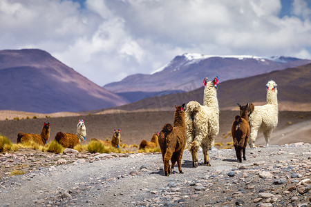 南美智利阿塔卡马边境附近玻利维亚高原的 LLama 羊驼