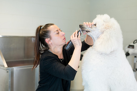 年轻的女美容师在一只巨大的白色贵宾犬的鼻子下刮胡子