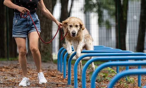 训练金毛猎犬的女孩