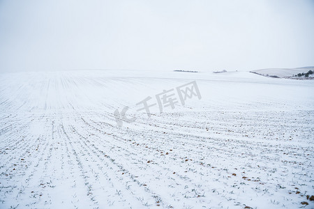 冬天被雪覆盖的小麦农田景观。
