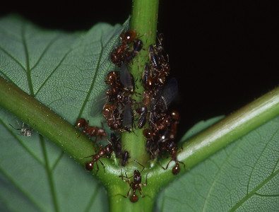 在树叶上爬行的蚂蚁