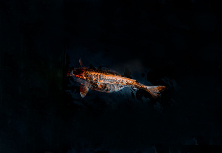 黑色鲤鱼摄影照片_锦鲤鱼或锦鲤鱼在鱼塘背景中游泳，日本鱼种，许多彩色图案，