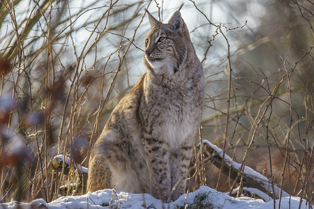 天猫双11预售主图摄影照片_1 英俊的天猫座在多雪的冬天森林里