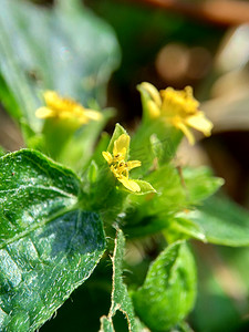 具有自然背景的节点杂草（也称为 Synedrella nodiflora、synderella 杂草）的宏观照片。