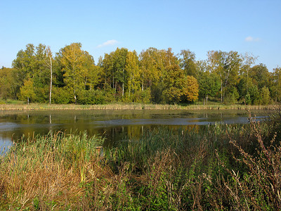 在湖后的秋天树丛
