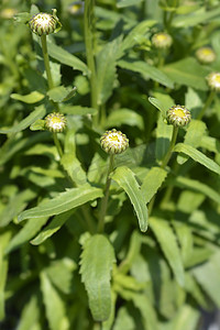 lady摄影照片_Shasta 雏菊 Snow Lady