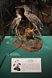 国家自然历史博物馆摄影照片_菲律宾马尼拉苍鹭国家自然历史博物馆