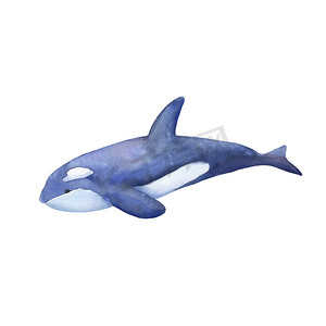 鲸水彩摄影照片_蓝色虎鲸水彩插图孤立在白色。