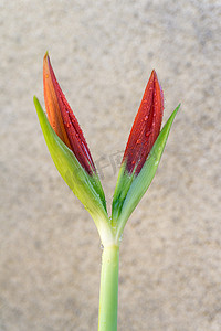 红百合花孤挺花巨大的明亮的芽在有水滴的庭院里