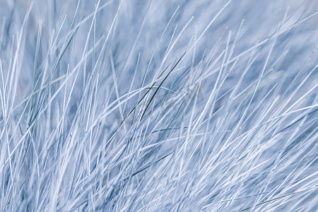 观赏草 Festuca glauca 的蓝白色背景