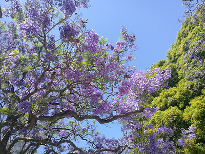 春天绿树摄影照片_除了一棵绿树，盛开的蓝花楹树